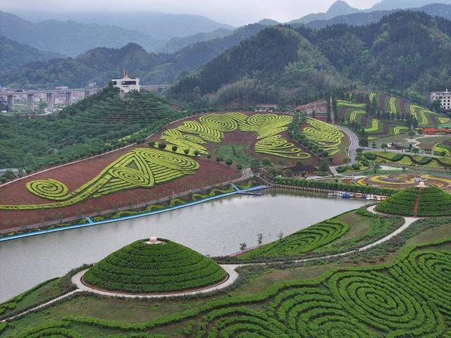茶乡花海 茶园 花海 黑茶 