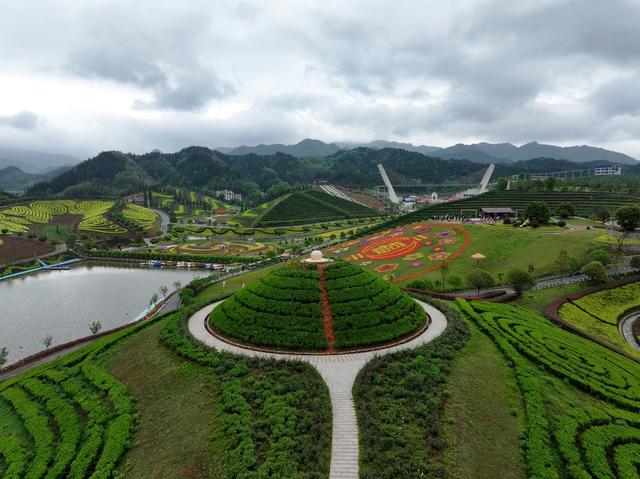 茶乡花海 茶园 花海 黑茶 