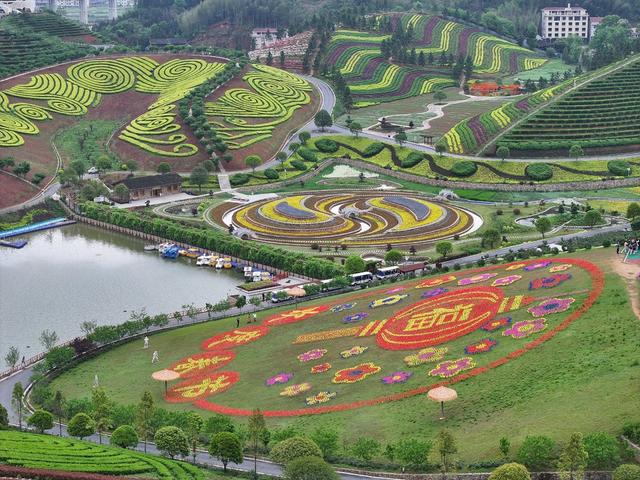 茶乡花海 茶园 花海 黑茶 