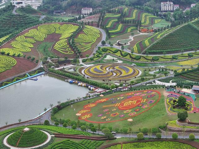 茶乡花海 茶园 花海 黑茶 