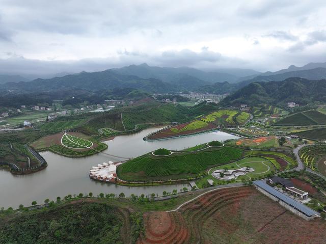 茶乡花海 茶园 花海 黑茶 