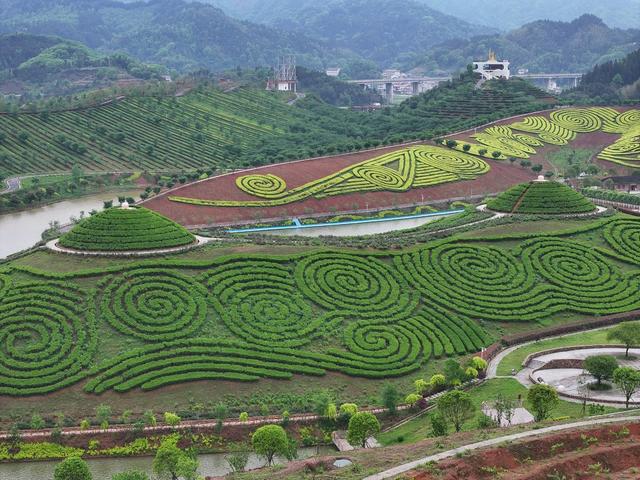 茶乡花海 茶园 花海 黑茶 