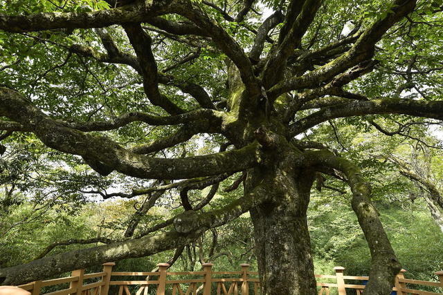 亮叶青冈 千手观音 古树 最美 斗蓬山 张家界第一高峰