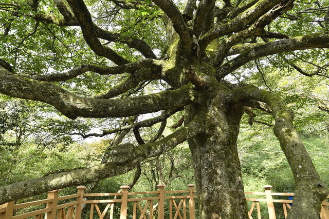 亮叶青冈 千手观音 古树 最美 斗蓬山 张家界第一高峰