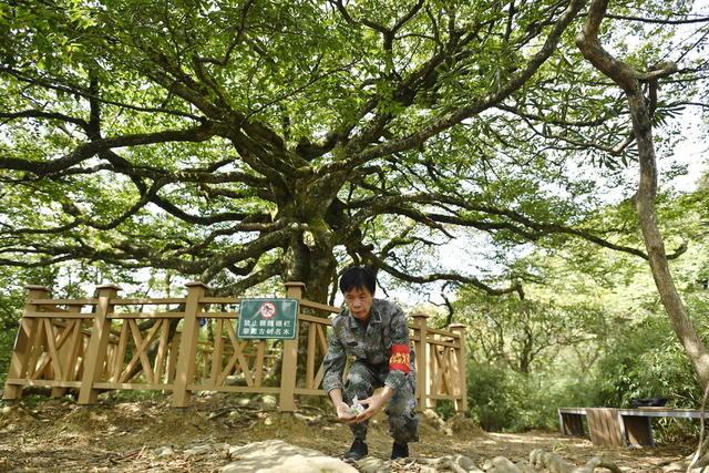 亮叶青冈 千手观音 古树 最美 斗蓬山 张家界第一高峰