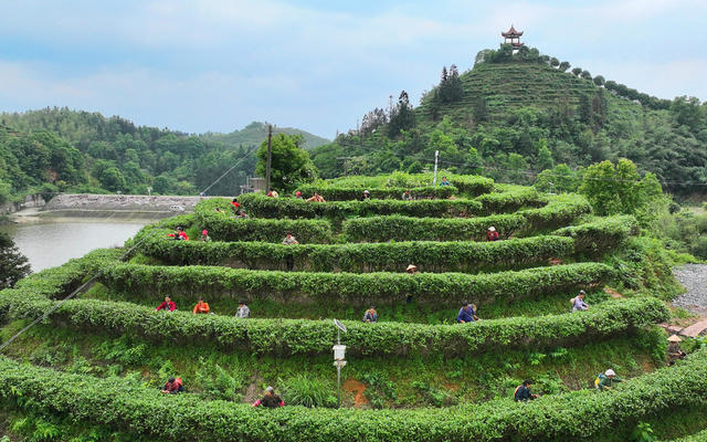 春茶 采摘