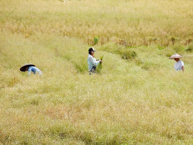通道 晴 村民 抢 收割 油菜 