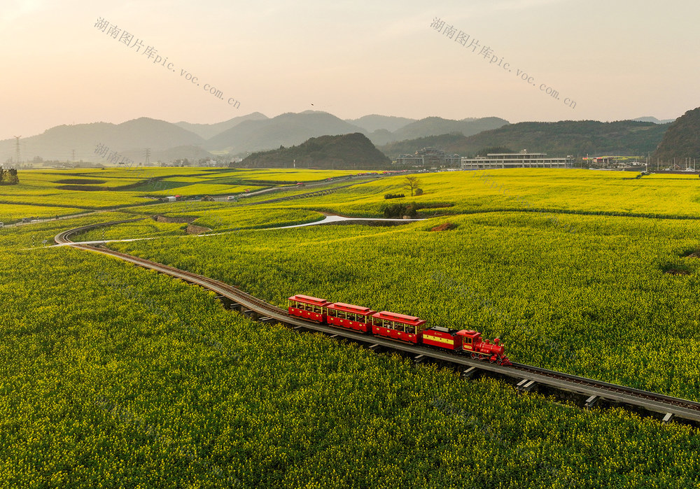 旅游    油菜花