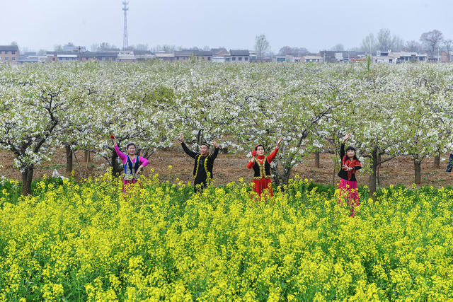 旅游    油菜花