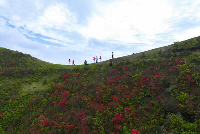 高山野生杜鹃 