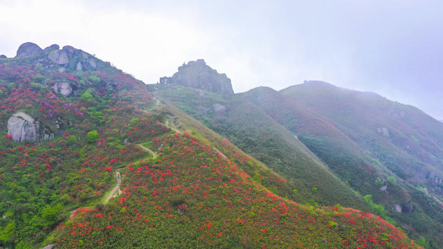 高山野生杜鹃 