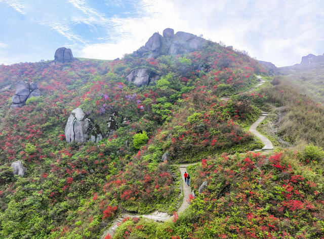 高山野生杜鹃 