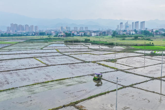 早稻 春耕 插秧 农机 秧苗