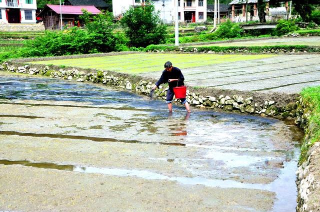 秧苗 追肥 深冲 完成