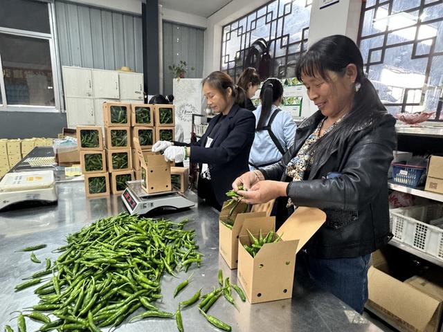 富民地理标志农产品樟树港辣椒今年首批辣椒已开始采摘，抢鲜上市