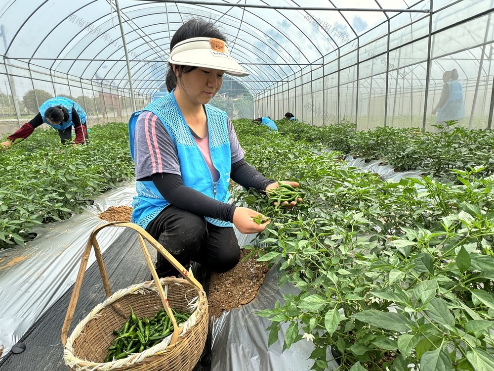 富民地理标志农产品樟树港辣椒今年首批辣椒已开始采摘，抢鲜上市
