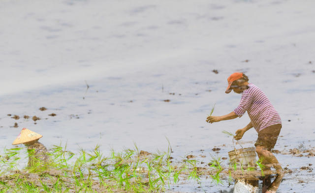 早稻
粮食
产生
道县
春耕