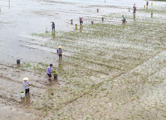 早稻
粮食
产生
道县
春耕