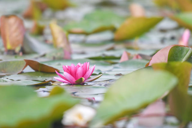 荷花
睡莲
道县

