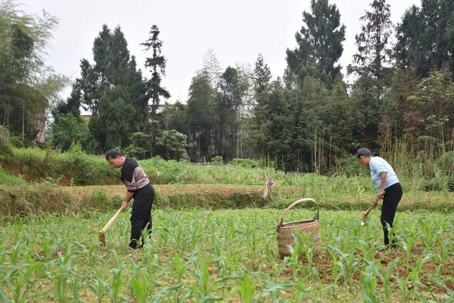 暮春勤管玉米苗