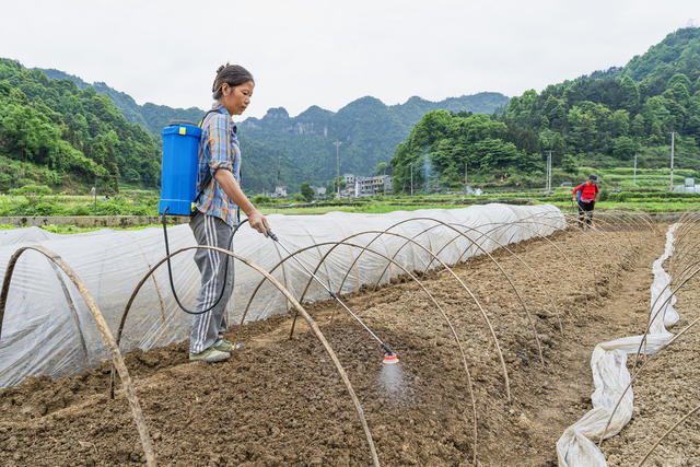 换季轮作  抢抓春末农时  杂交水稻育秧