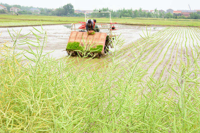 农业  粮食生产  早稻移栽  暮春时节  插秧机