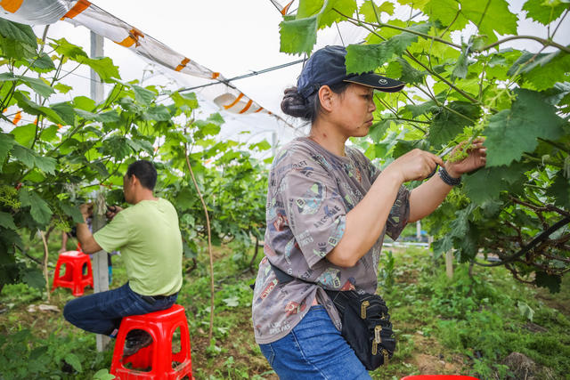 葡萄 种植 疏果 农业 水果 管护