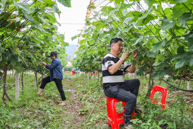 葡萄 种植 疏果 农业 水果 管护