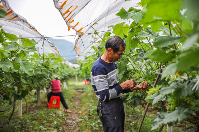 葡萄 种植 疏果 农业 水果 管护