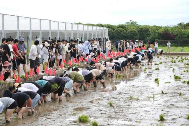 湖南农业大学 插秧比赛 浏阳