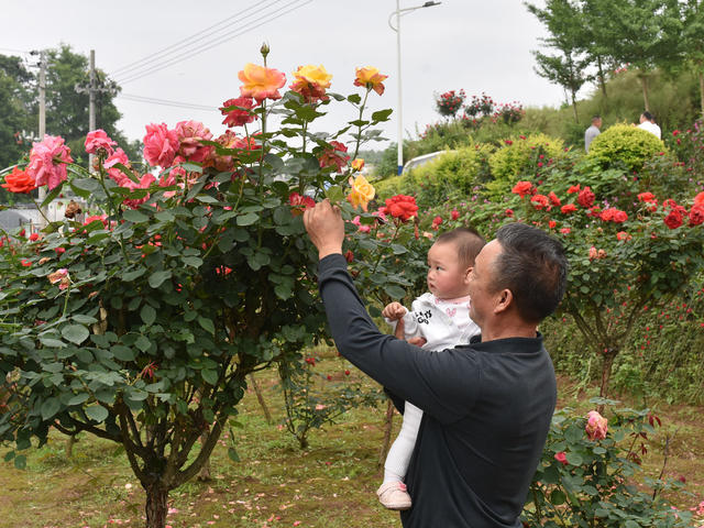乡村振兴  月季花  产业发展  就业 美丽乡村 文旅发展