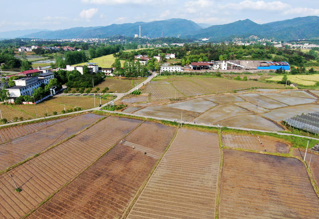 农业产业 乡村振兴 香芋产业 增收致富 助农增收 粤港澳菜篮子
