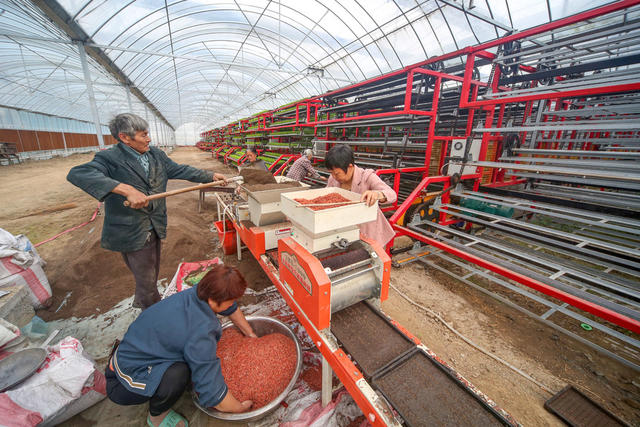 湖南，湘西，育秧，中稻，机械化，作业