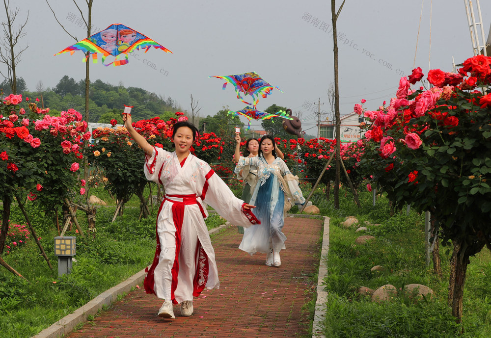 玫瑰花 春光 踏青 