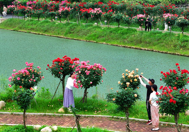 玫瑰花 春光 踏青 