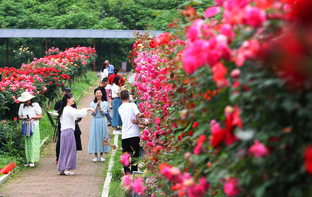 玫瑰花 春光 踏青 