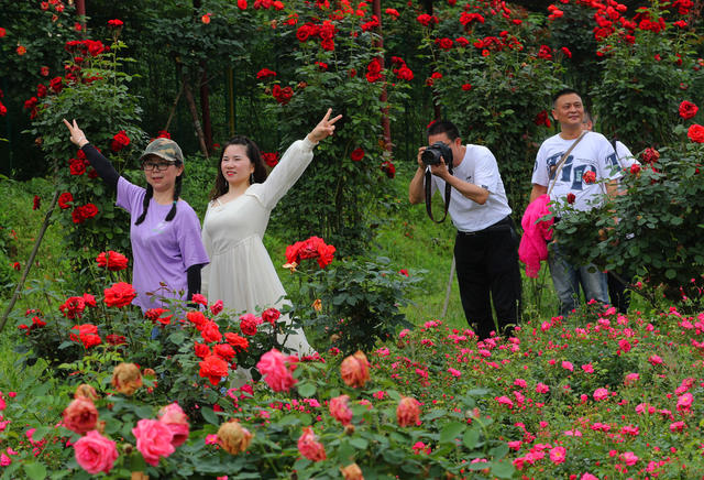 玫瑰花 春光 踏青 