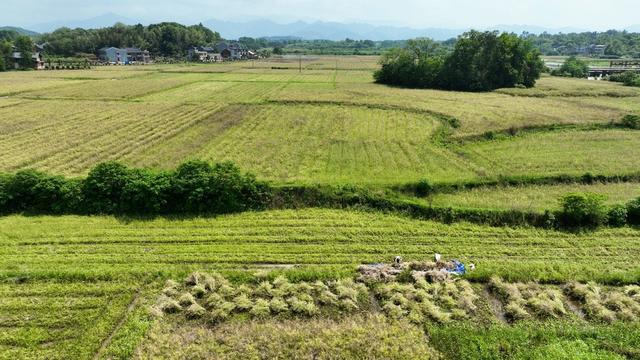 油菜、抢收、农业