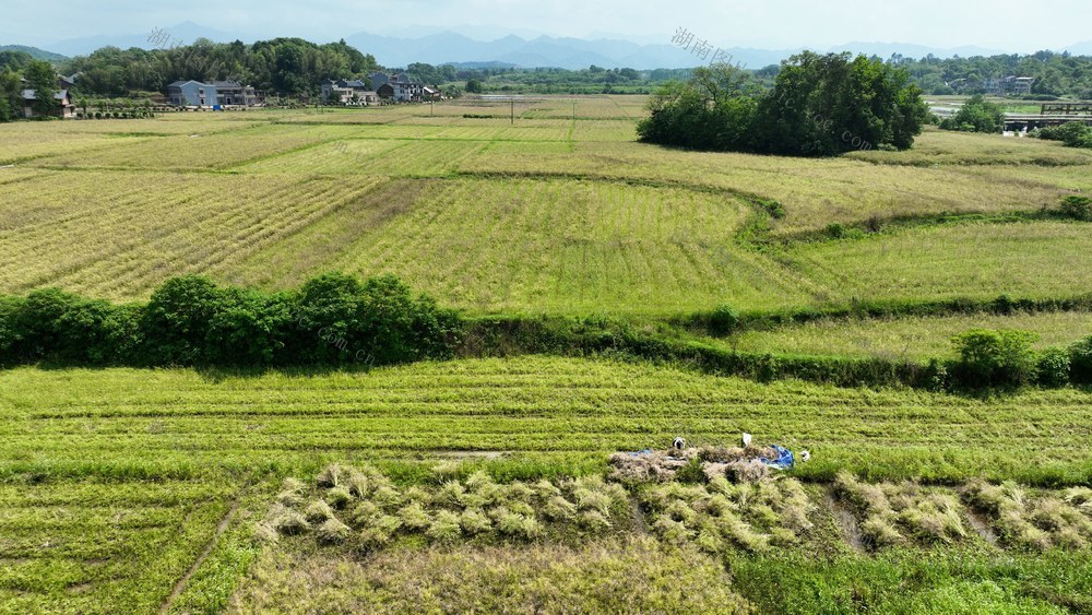 油菜、抢收、农业