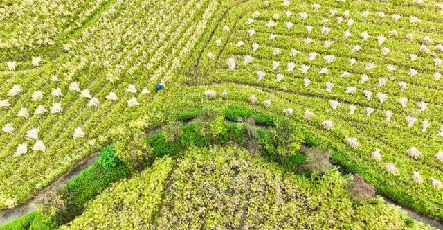 油菜、抢收、农业