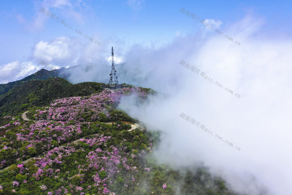 杜鹃 野生杜鹃 花海 杜鹃花海 春色 春景 春光