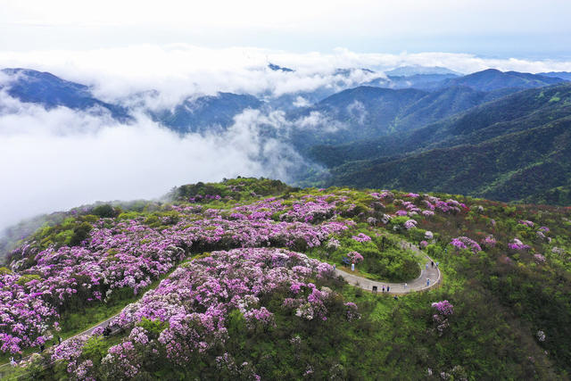 杜鹃 野生杜鹃 花海 杜鹃花海 春色 春景 春光