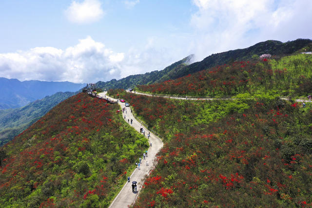 杜鹃 野生杜鹃 花海 杜鹃花海 春色 春景 春光