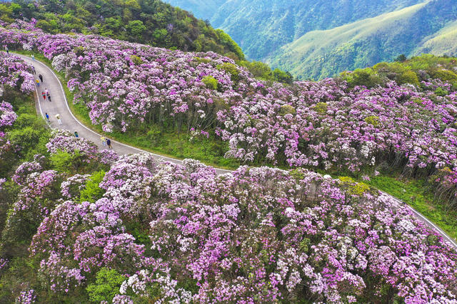 杜鹃 野生杜鹃 花海 杜鹃花海 春色 春景 春光