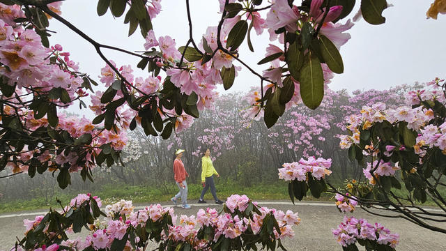 杜鹃 野生杜鹃 花海 杜鹃花海 春色 春景 春光