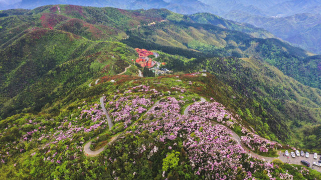 杜鹃 野生杜鹃 花海 杜鹃花海 春色 春景 春光