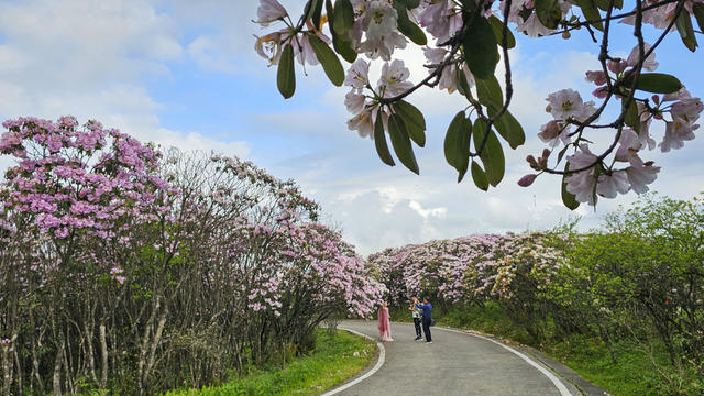 杜鹃 野生杜鹃 花海 杜鹃花海 春色 春景 春光