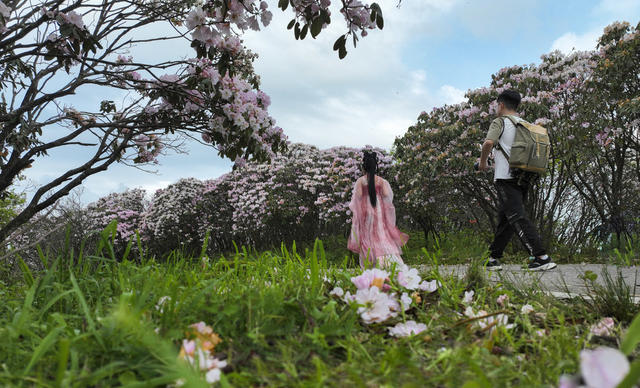杜鹃 野生杜鹃 花海 杜鹃花海 春色 春景 春光