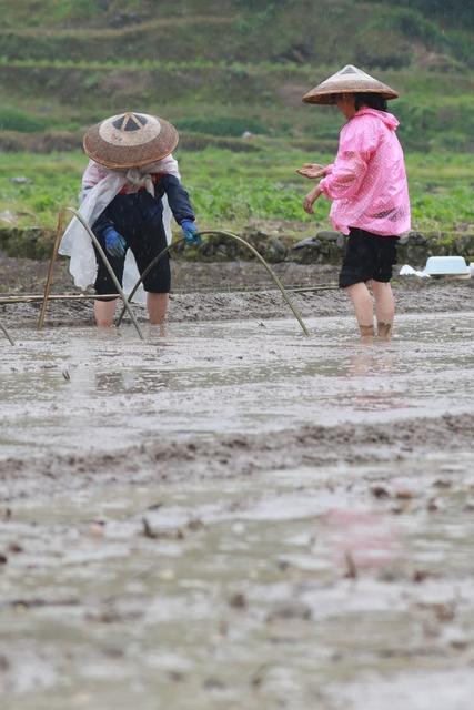 吉首 田野 农民 农事 劳作 暮春 生产 乾州 农时 街道 繁忙 农业