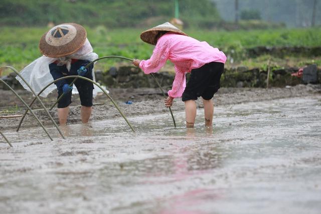 吉首 田野 农民 农事 劳作 暮春 生产 乾州 农时 街道 繁忙 农业